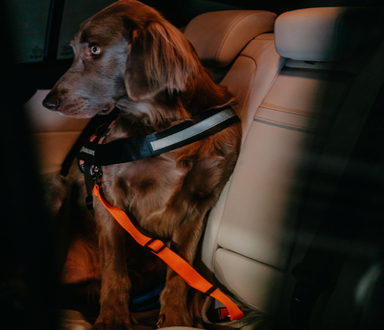 Important Tips for Making Sure Your Dog Is Safe and Comfortable on the Road